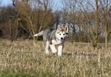ALASKAN MALAMUTE 812
